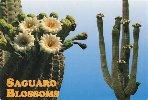 Arizona State Flower Saguaro Blossom Postcard A Photo On Flickriver