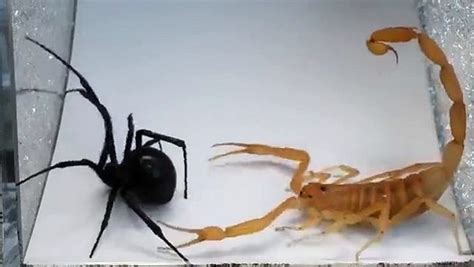 Terrible Bug Fights Between Scorpion And Spider Video Dailymotion