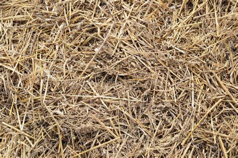 Straw Background Texture Dry Grass Dried Straw After Harvest Stock