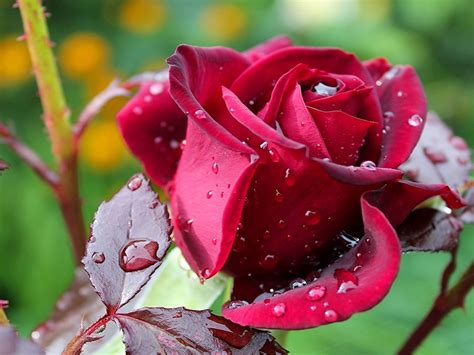 Check spelling or type a new query. Flowers Rose Flower Dark Red Rose Green Leaves Rain Drops ...