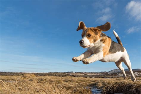How To Train Your Beagle Dog To Stop Jumping Wag