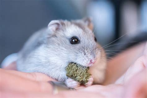6 Tips For A Healthy And Happy Hamster Thrifty Momma Ramblings