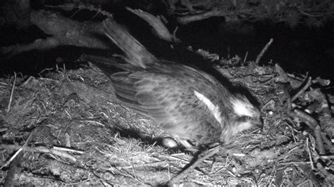 Osprey Egg Laid By Moonlight 13th April Scottish Wildlife Trust