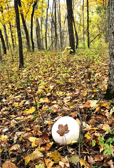 Michigan Puffball Fungus Autumn Stuffed Mushrooms