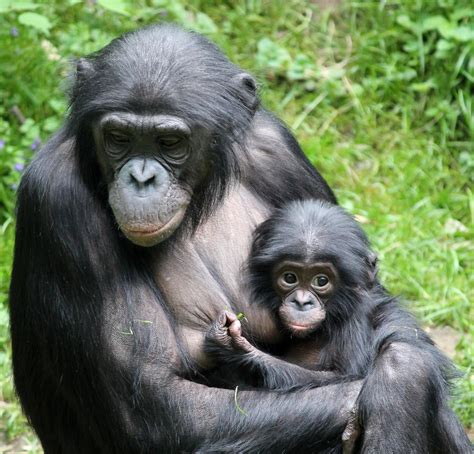 Monkey Mother And Her Baby Peepsburgh