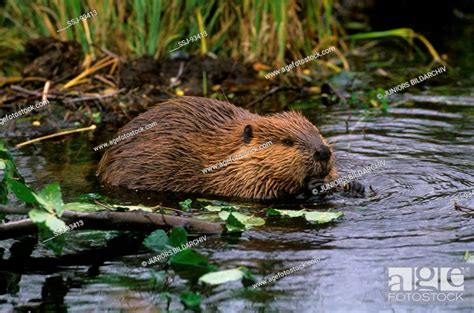 Beaver In Water Castoridae Stock Photo Picture And Rights Managed