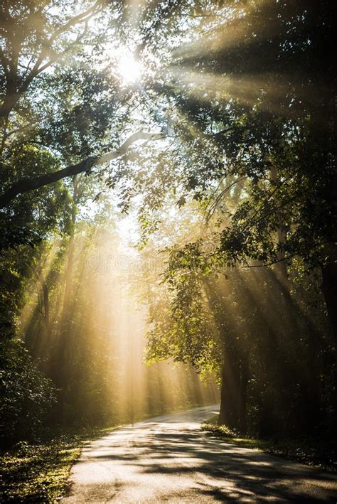 The Rays Of The Sun Falling On A Forest Road Stock Image Image Of