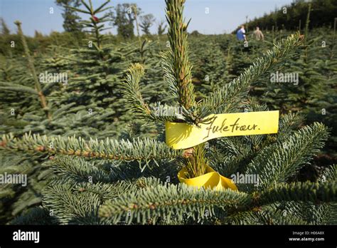 Nobilis Firs Abies Nobilis Standing In A Christmas Tree Field In