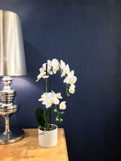 No other plant family offers such a wide range of diversity in intriguing flowers that. How Long Do Orchids Bloom? - Smart Garden Guide