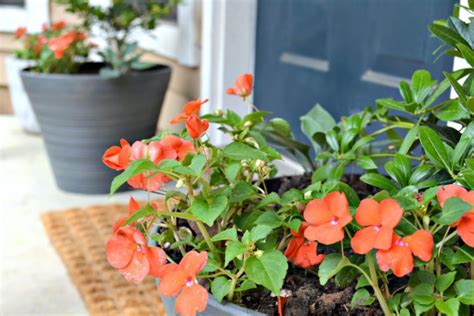 6 Simple Diy Tricks For Low Maintenance Covered Porch Plants Ugly