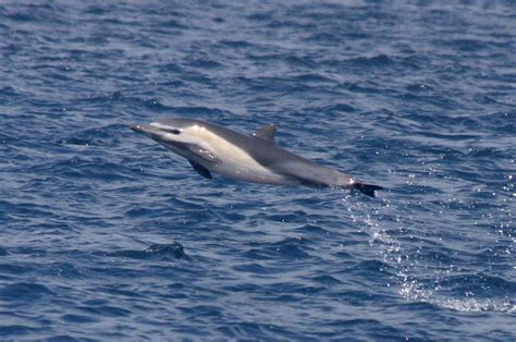 Long Beaked Common Dolphin Delphinus Capensis