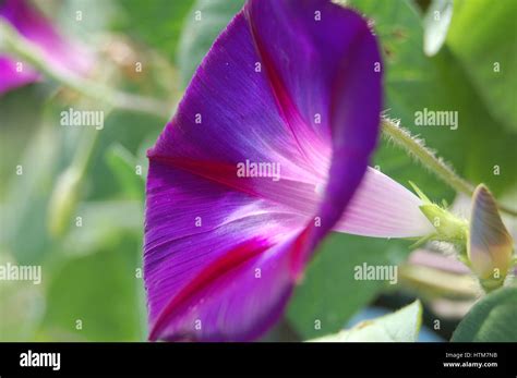 A Brightly Colored Morning Glory Flower Takes In The Sunlight Stock