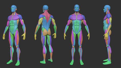 Artstation Simplified Anatomy Basemesh Male Artworks