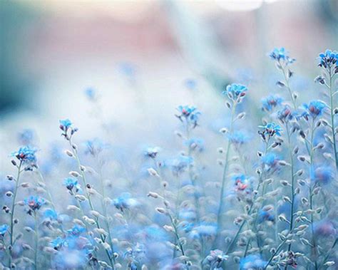 Light Blue Flower Background Aesthetic Pin By Violet On Serene In