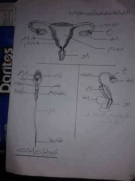 الكتب فضلا اختر كتاب أو أكثر. جميع رسومات الاحياء ثانوية عامة علمي علوم | Sketches, Art ...