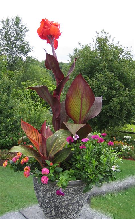 Maybe you would like to learn more about one of these? Tropicanna cannas in mixed container garden | Tropicanna ...