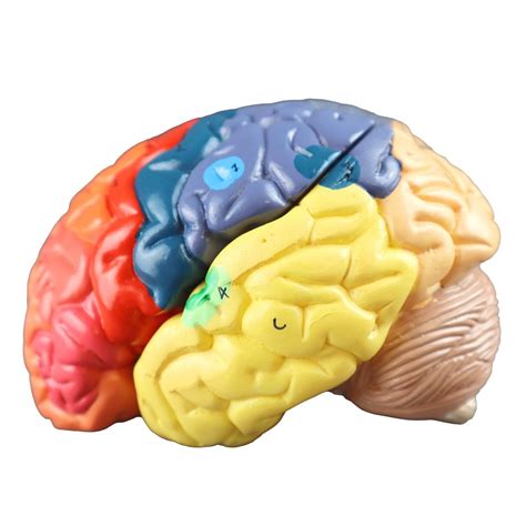 Walter Regional Color Coded Brain Head Brain Nervous System Human