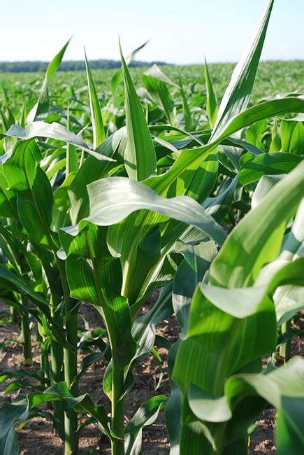 How much fertilizer do i need per acre of grass?. Top ten agronomy tips for corn growers - Top Crop Manager
