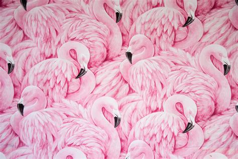 Animals Images Pink Flamingo Collection Art Wallpapers Hd