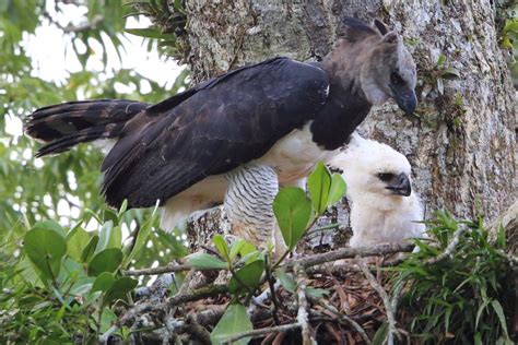 20 Harpy Eagle Facts Bird Advisors