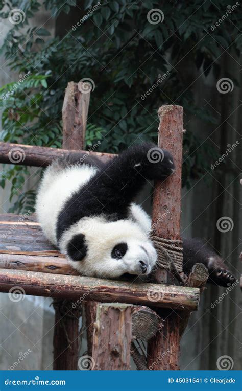 Giant Panda Bear Cub Stock Image Image Of Mammals 45031541