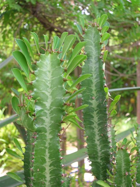 Beautiful euphorbia trigona cactus cacti succulent cactus live plant #muti stem. Recregarden: EUPHORBIA TRIGONA