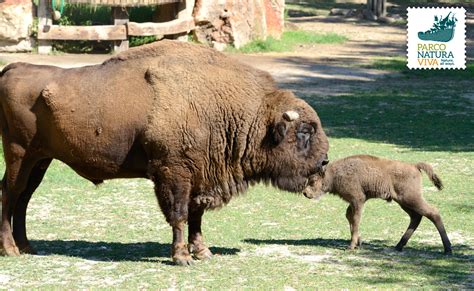 イル ビゾンテについて about il bisonte. Bisonte europeo | Parco Natura Viva