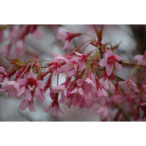 The okame cherry tree is known botanically as prunus x incamp 'okame'. Okamé Japanese cherry - Prunus Okamé