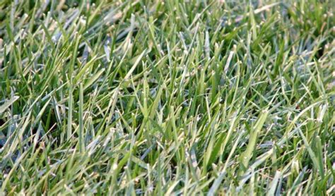 Learn How To Overseed Bermuda Grass How To Guides Tips And Tricks
