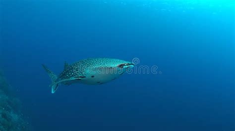Whale Shark On A Coral Reef Stock Photo Image Of Nature Lens 85403144