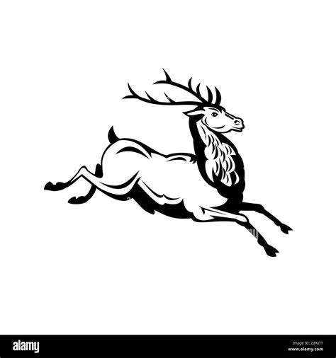 Retro Style Illustration Of A Red Deer Stag Cervus Elaphus One Of