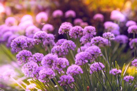 Find & download free graphic resources for purple background. Purple Flowers 5k, HD Flowers, 4k Wallpapers, Images ...