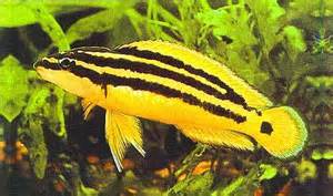 Golden Julie (Julidochromis ornatus))