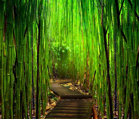 45 Bamboo Forest Wallpaper
