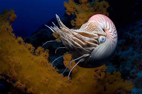 17 Best Images About Nature Nautilus On Pinterest Sea