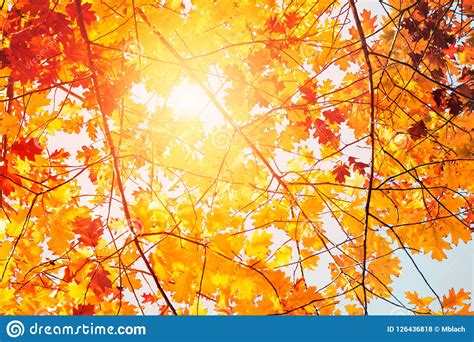 Autumn Tree Leaves Over Blue Sky Stock Photo Image Of Blue Autumn
