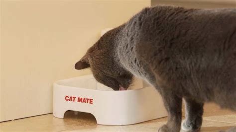 It has delicious tender bites in a yummy gravy and will have you feeling really good. Top 5 Best Automatic Cat Feeder Wet Food Refrigerated ...
