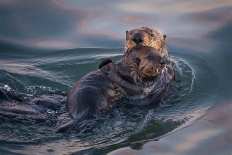Sea Otter Mom And Pup Sean Crane Photography