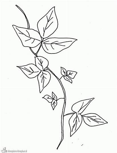 Plantas Colorir Ivy Poison Colorear Imprimir Pintar
