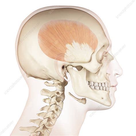 Human Muscles Of Skull Illustration Stock Image F0116863