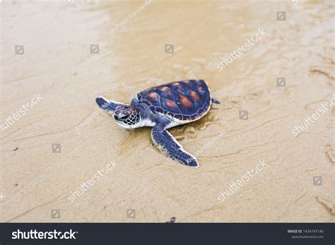 Helping Conserving Sea Turtles Release Nature Stock Photo 1434747140