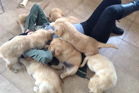 14 Signs You Are A Crazy Golden Retriever Person