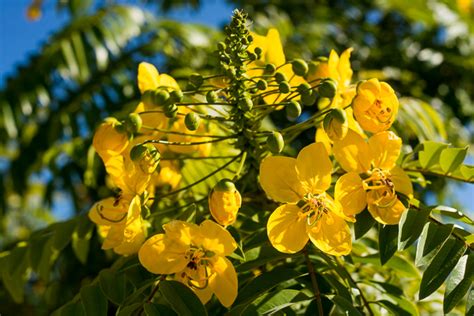 These flowering yellow trees indicate peak sailfish season in costa rica. A Nice Ring to It: The Gold Medallion Tree Lights Up the ...