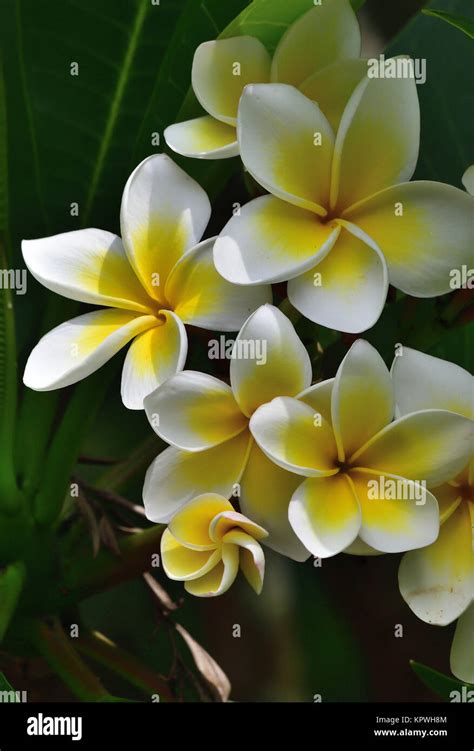 Australian Frangipani Flowers Photo High Resolution Stock Photography