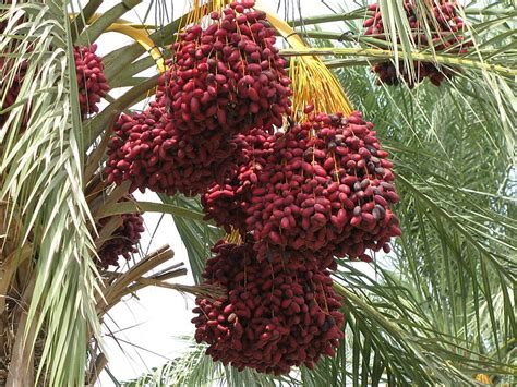 When people started eating healthier foods and going to be vegetarian, dates got extensive popular as a. Khasiat dan Manfaat buah kurma Pada Tubuh Manusia - Putri ...