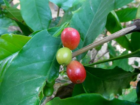 The Arabian Coffee Plant Botany Its Seeds And Health El Cafeto