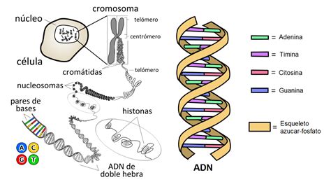 Adn Qué Es Estructura Características Funciones Y Cómo Está