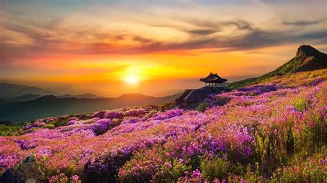 Flower Mountain Nature Landscape Sunset Scnery 4k