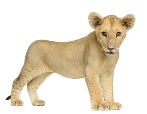 Lion Cub Png Free Image Png All Png All