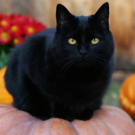 44 Black Cat Wallpaper Halloween Furry Kittens